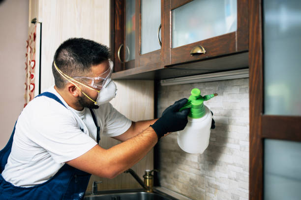 Best Flea Control Services  in Coal City, IL