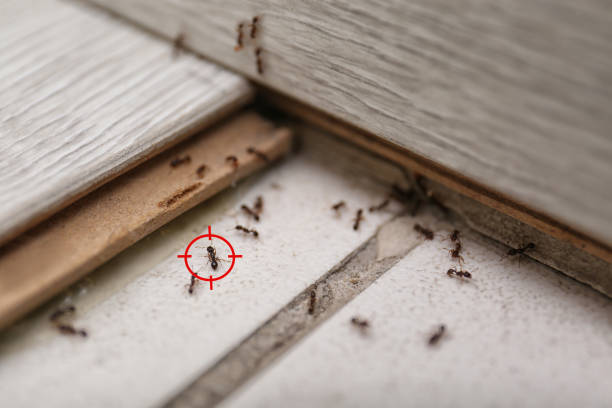 Best Local Pest Control Services  in Coal City, IL