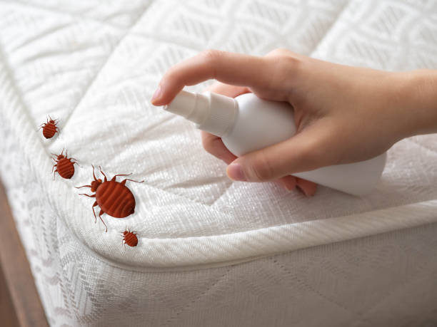 Reliable Coal City, IL Pest Control Solutions