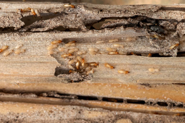 Best Termite Control Services  in Coal City, IL