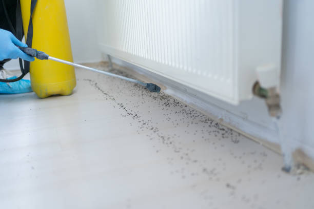 Best Pest Control Treatment  in Coal City, IL