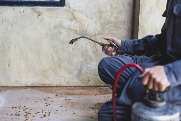 Best Ant Control Services  in Coal City, IL