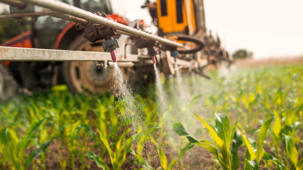 Wasp Removal Services in Coal City, IL